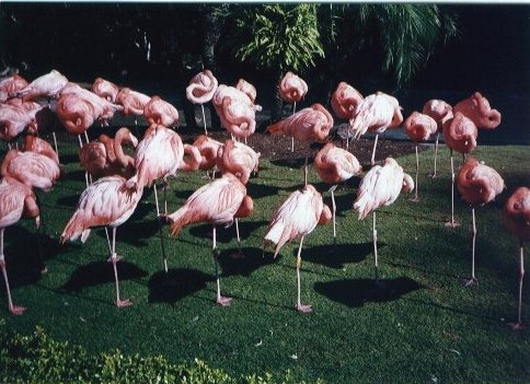 flamingo2.jpg